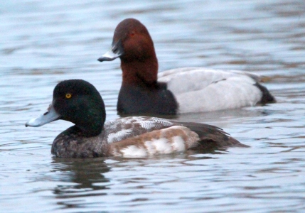 December : Scaup and Pochard