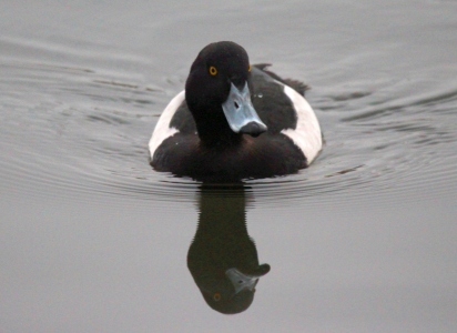 December : Tufted Duck male