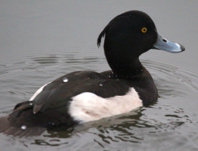 December : Tufted Duck male