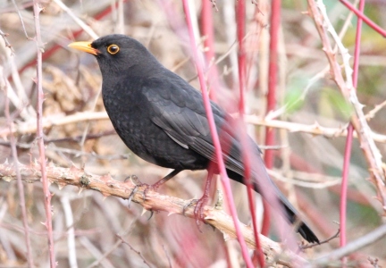 December : Blackbird - adult male