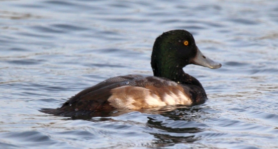 December : Scaup